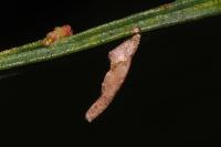 Coleophora calycotomella
