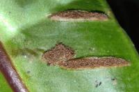 Psychoides verhuella