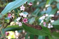 Phyllonorycter lantanella