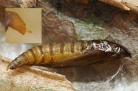 Phyllonorycter lantanella