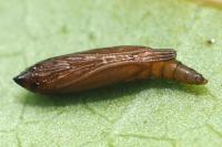 Phyllonorycter lantanella