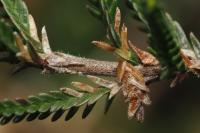 Coleophora juncicolella