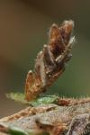 Coleophora juncicolella