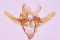 Taleporia tubulosa
