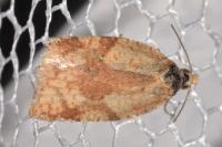 Acleris ferrugana