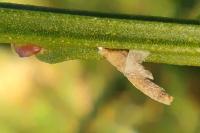 Coleophora calycotomella