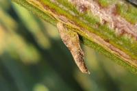 Coleophora calycotomella