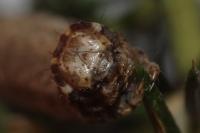Crocallis dardoinaria