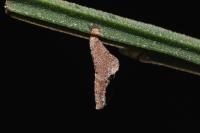 Coleophora calycotomella