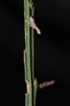 Coleophora calycotomella