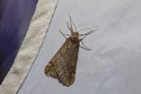 Alsophila aescularia