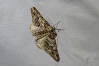 Agriopis leucophaearia