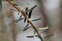 Coleophora pyrrhulipennella