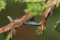 Coleophora pyrrhulipennella