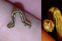 Peribatodes rhomboidaria