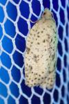 Acleris ferrugana