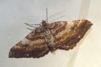 Earophila badiata