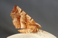 Selenia dentaria