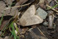 Orthosia cerasi