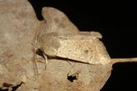 Orthosia cruda