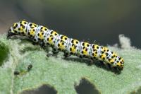Cucullia verbasci
