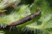 Coleophora albitarsella