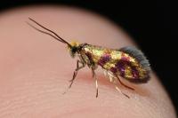 Micropterix tunbergella