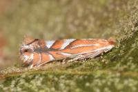 Phyllonorycter belotella