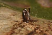 Phyllonorycter belotella