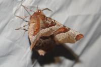 Selenia tetralunaria