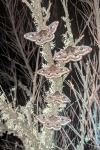 Saturnia pavonia