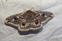 Saturnia pavonia