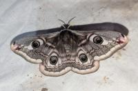 Saturnia pavonia