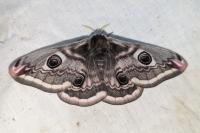 Saturnia pavonia
