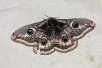 Saturnia pavonia