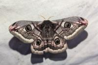 Saturnia pavonia