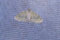 Acasis viretata