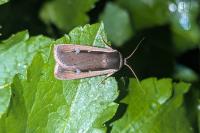 Ochropleura leucogaster