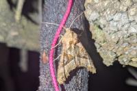 Phlogophora meticulosa