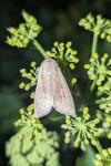 Mythimna unipuncta