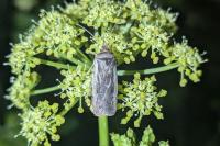 Ochropleura leucogaster