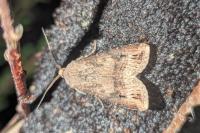 Agrotis ipsilon
