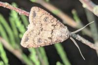 Agrotis segetum