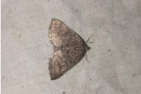 Aleucis distinctata