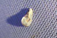 Cilix glaucata