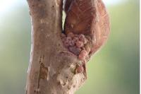 Lithophane semibrunnea