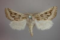 Episema grueneri
