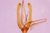 Phyllonorycter blancardella