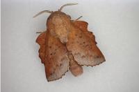 Phyllodesma tremulifolia