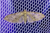 Eupithecia abbreviata